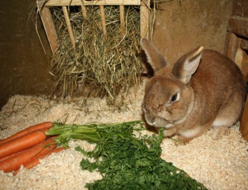 Grundlagen zur Fütterung von Kaninchen